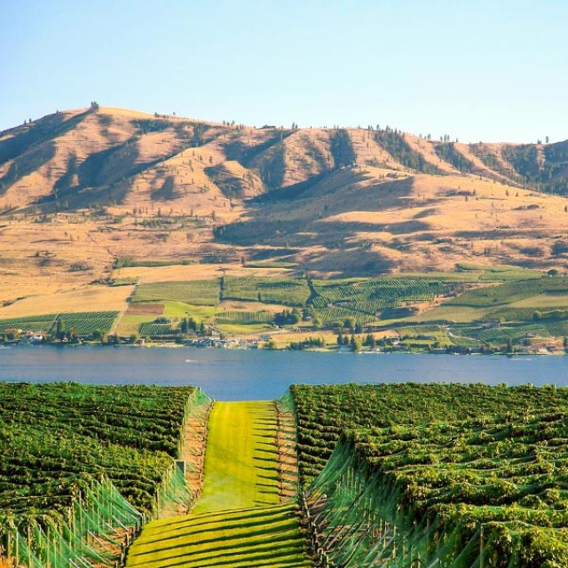 Orchard view at Stemilt Hill, Wenatchee, Washington