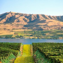 Orchard view at Stemilt Hill, Wenatchee, Washington