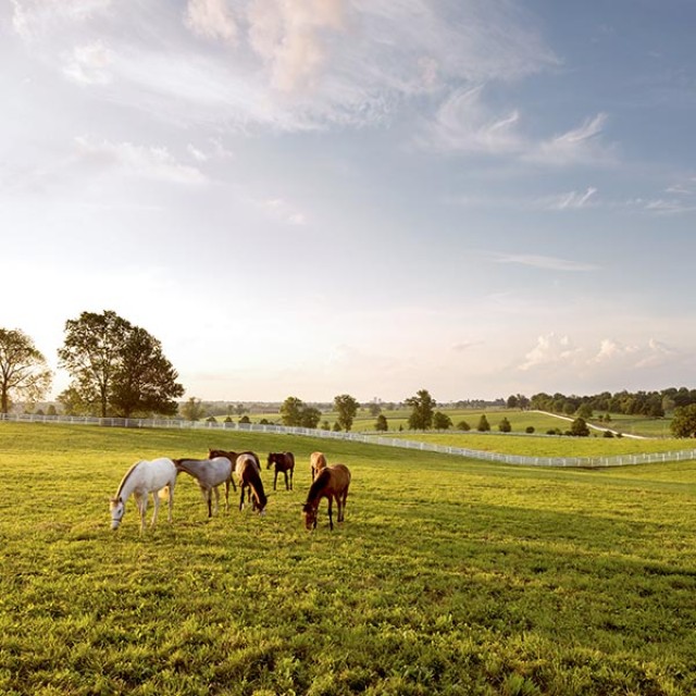 Horses grazing at Darby Dan Farm in Lexington, Kentucky