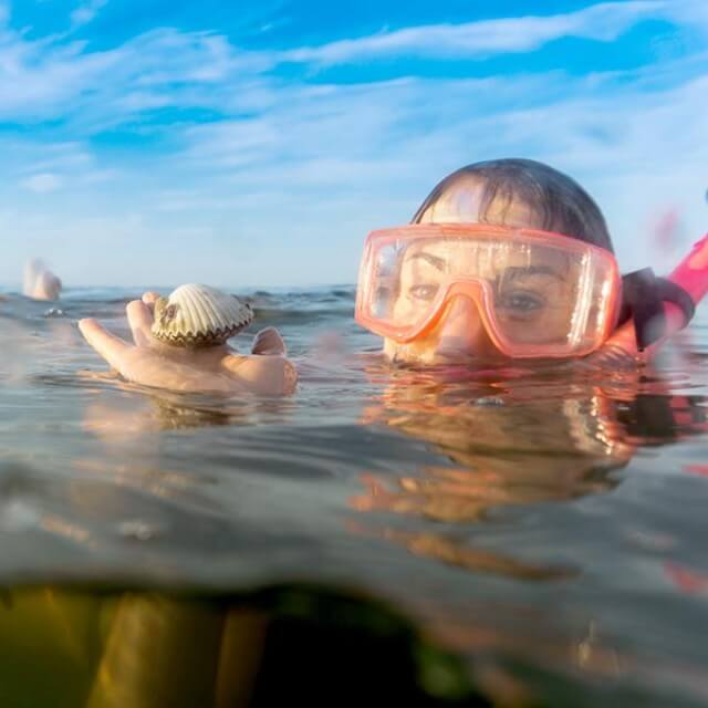 Diving for Gulf of Mexico scallops in Pasco County, Florida