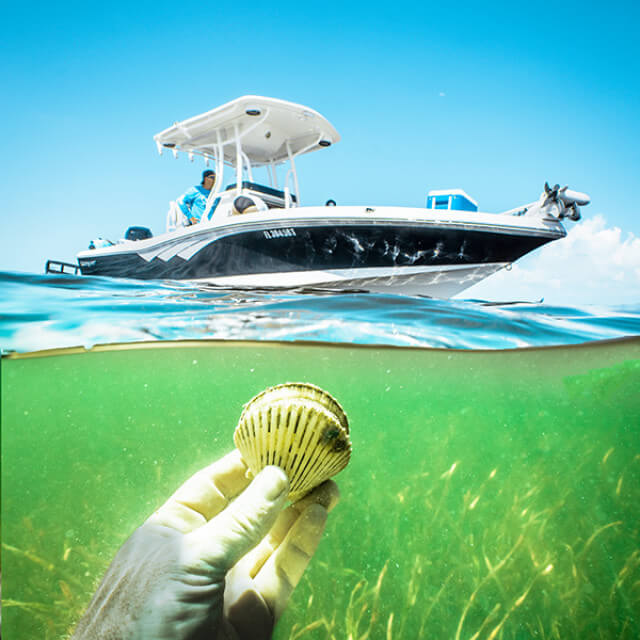 Diving for scallops off the coast of Pasco County, Florida
