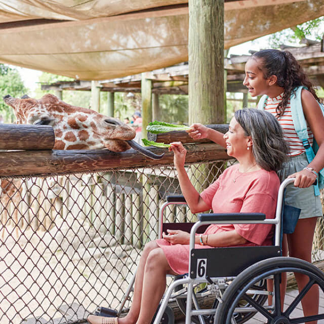 Feeding giraffes at the Brevard Zoo in Melbourne, Florida