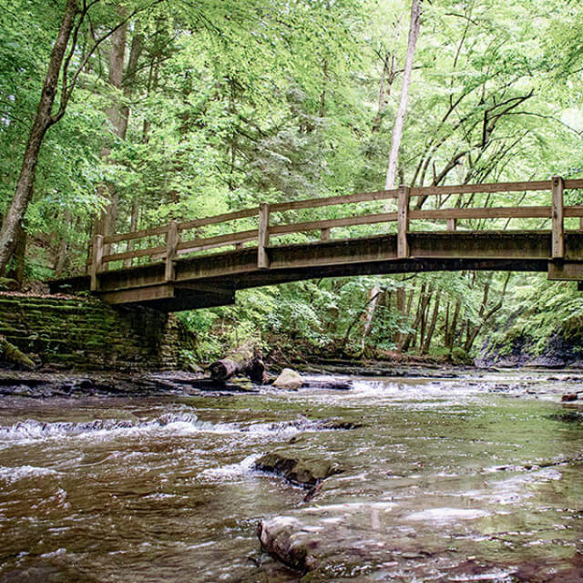 Peaceful forest scene in Cayuga County, New York