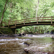 Peaceful forest scene in Cayuga County, New York
