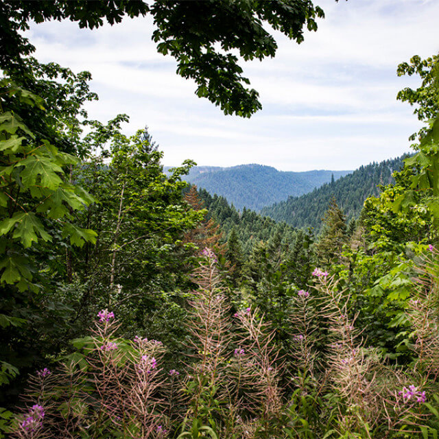 Views of the lush Tillamook State Forest in Washington County, Oregon