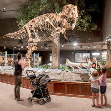 A dinosaur exhibit at the Museum of the Rockies in Bozeman, Montana