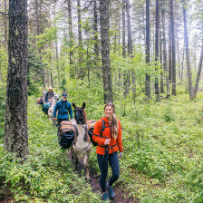 Taking a llama trek through Glacier Country, Montana's Seeley Swan Corridor