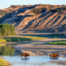 Bison walk through a stream in Medora, North Dakota's Theodore Roosevelt National Park