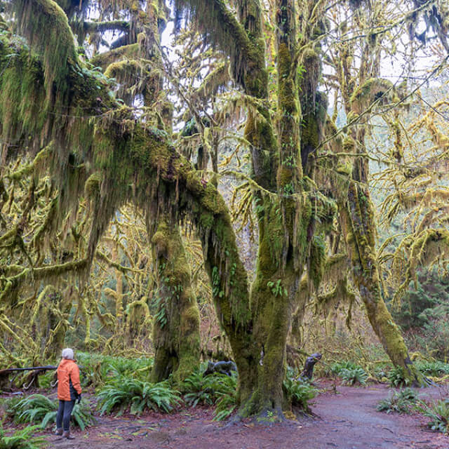 Looking at moss-covered trees in the Hoh Rainforest of Washington's Olympic Peninsula