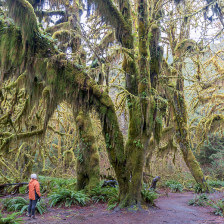 Looking at moss-covered trees in the Hoh Rainforest of Washington's Olympic Peninsula