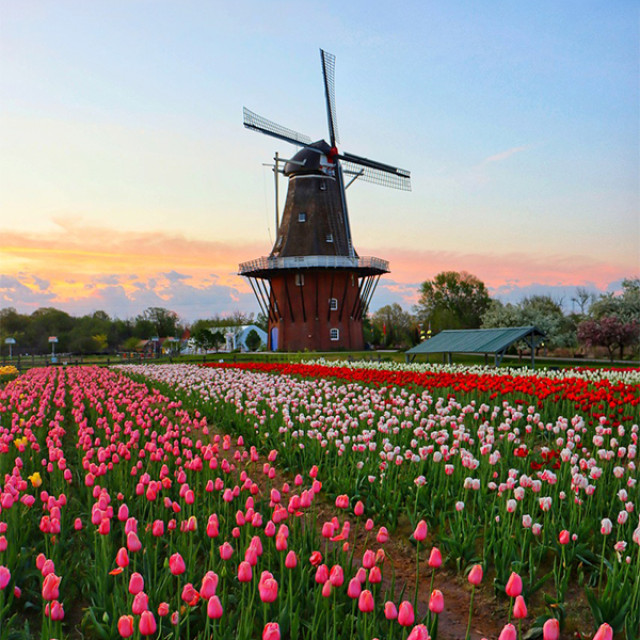 Colorful blooms fill Windmill Island Gardens in Holland, Michigan