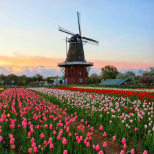 Colorful blooms fill Windmill Island Gardens in Holland, Michigan