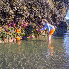 Tidepooling on the Oregon Coast