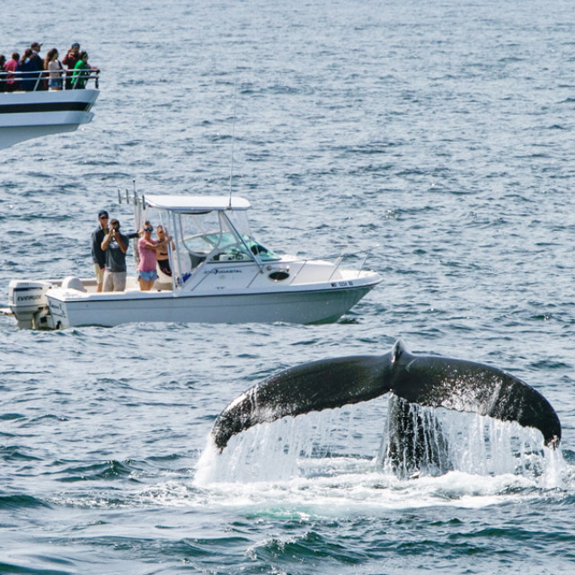 Enjoying a whale watching excursion off the coast of Massachusetts