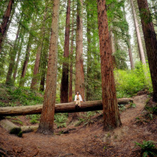 Exploring towering trees in the Hoyt Arboretum in Portland, Oregon
